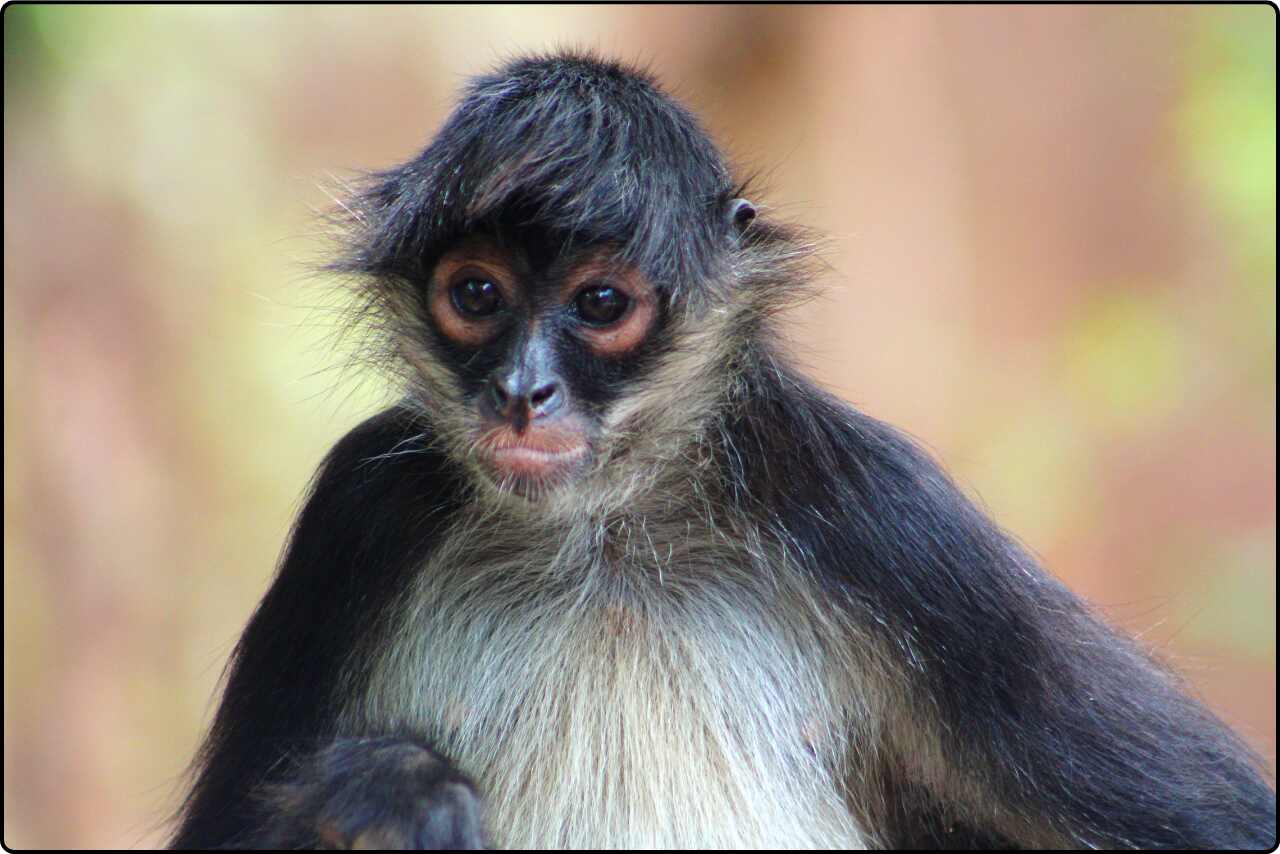 Close-up photo of a spider monkey, showing its expressive face.